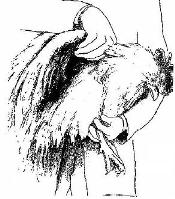 Diagram of proper chicken handling and restraint.