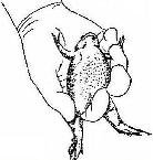 Diagram of proper frog handling and restraint.