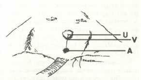 Diagram of female rat anatomy.