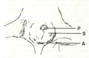 Diagram of male rat anatomy.