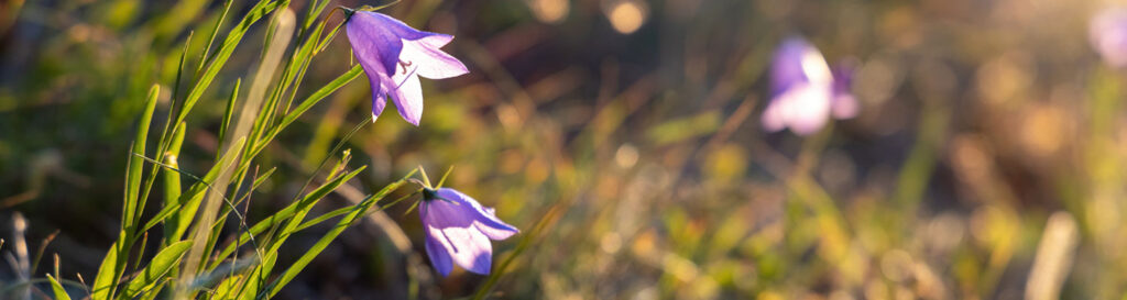 Three small lavendar flowers in a prairie on a hillside illuminated by a rising sun with misty fog blurred in the background.