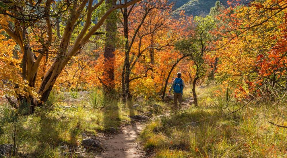 Graduate School Fall Colors Hike