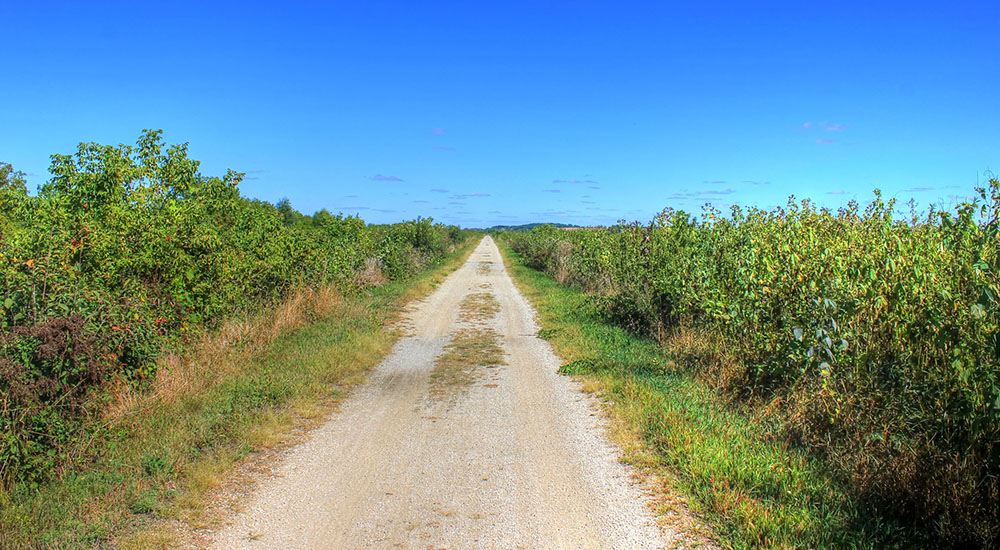 Photo of a Drumlin state park trail. The concrete, perhaps dirt, trail takes up the middle area, and it is bordered by spruce-like trees.