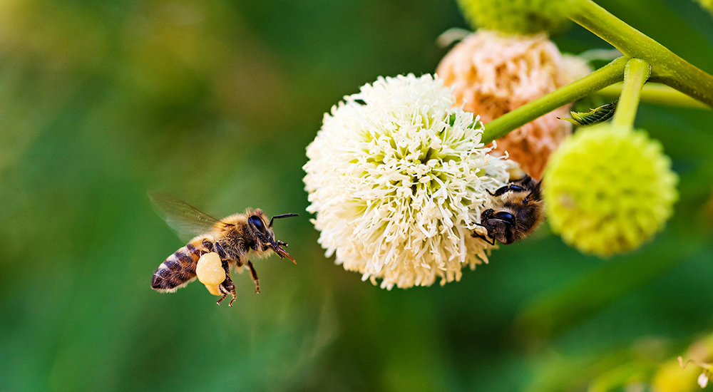 Pollinator Protectors