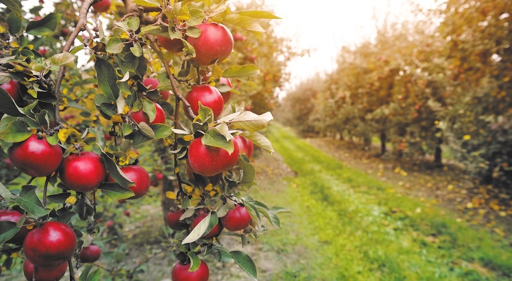 Apple-Picking