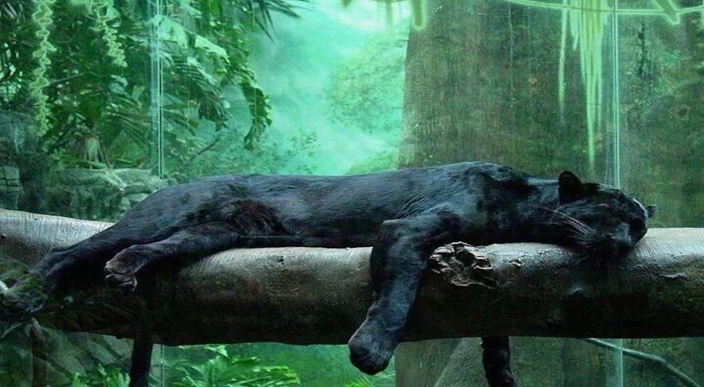 Panther Pause 2026