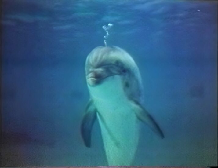 Underwater view of a dolphin swimming in clear blue water with bubbles rising above it.