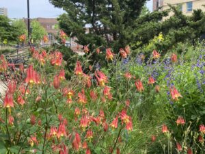 Native plants including Columbine and WIld Blue Indigo bloom in the Lapham Hall Pollinator Garden. 