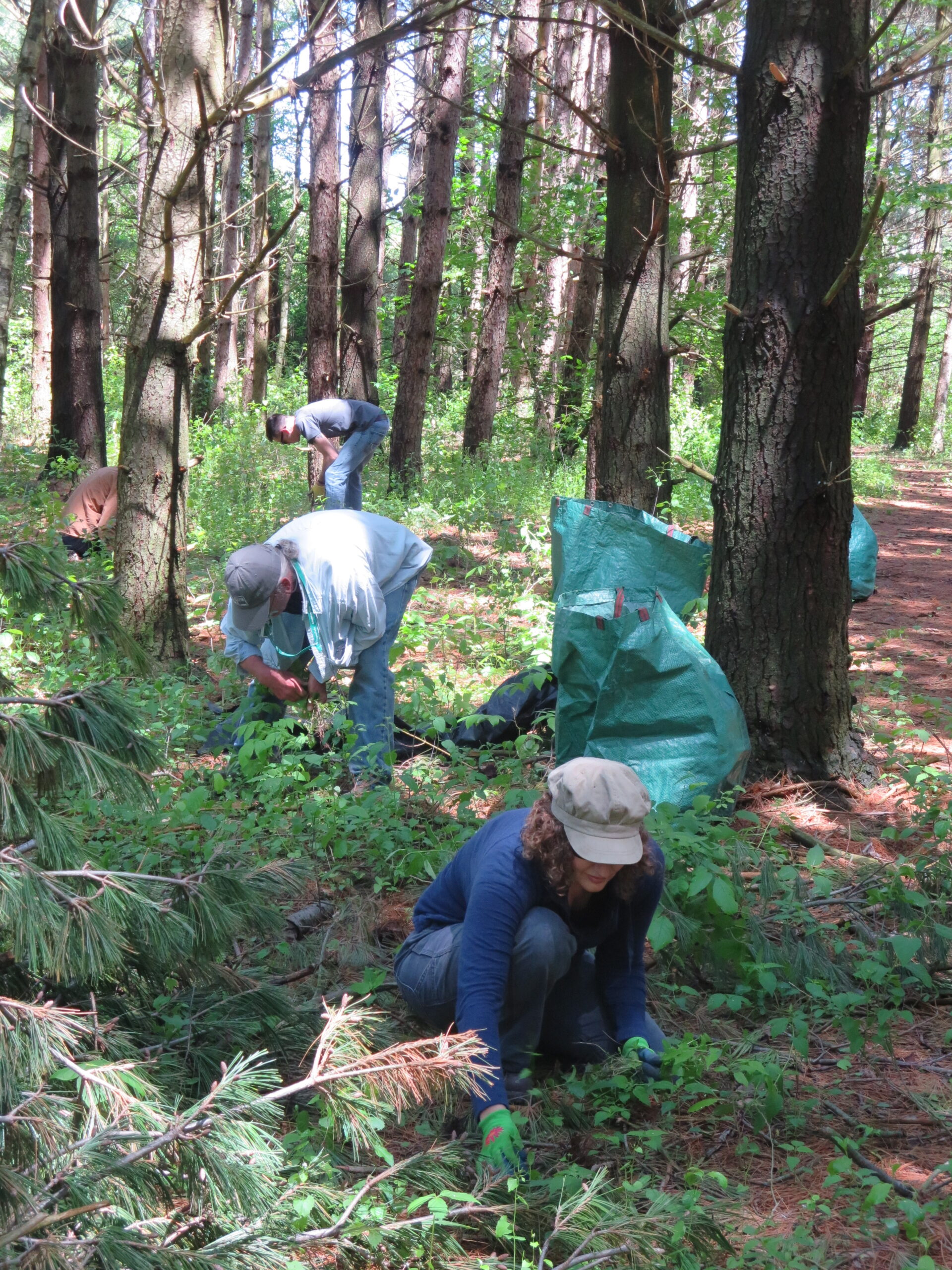 UWM at Waukesha Field Station Stewardship Day – Invasive Species Removal