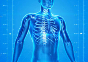 Illustration of human torso with bones emphasized