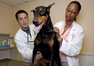 Two veterinarians holding a Dobermann pinscher